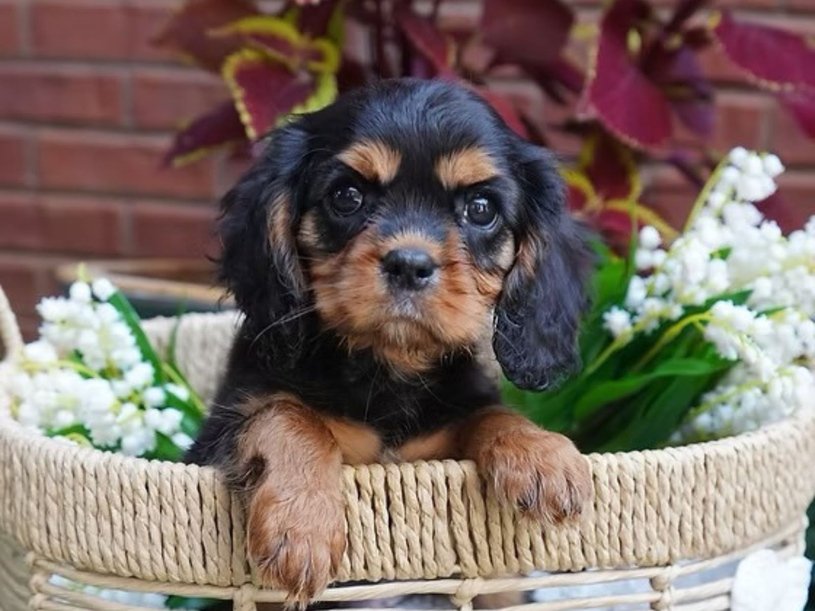 Meet the breeder